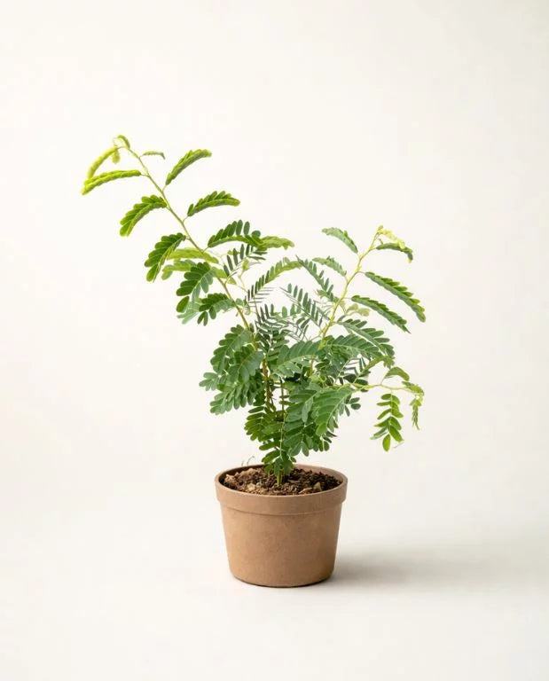 TAMARINDUS INDICA