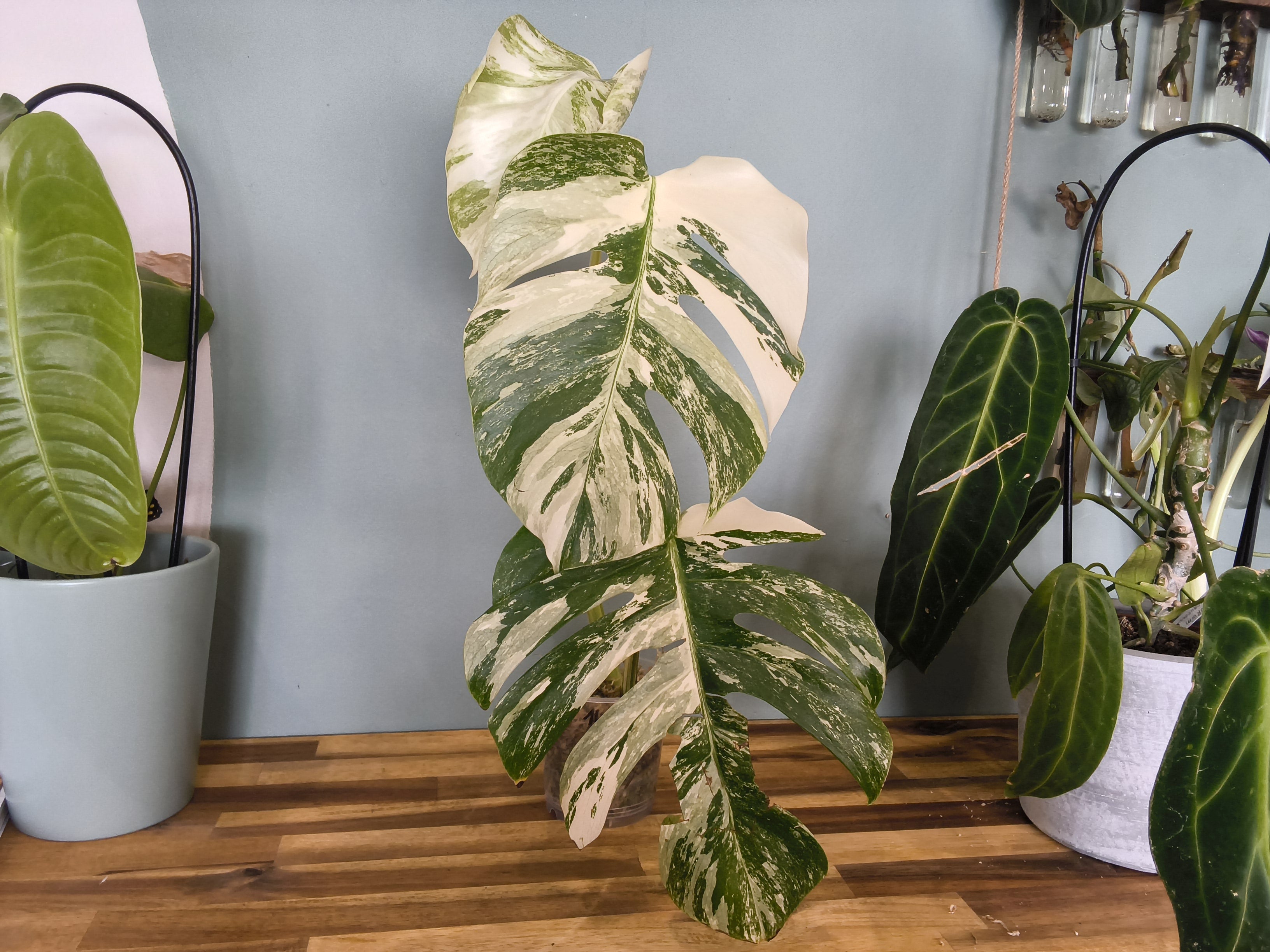 MONSTERA DELICIOSA VARIEGATA
