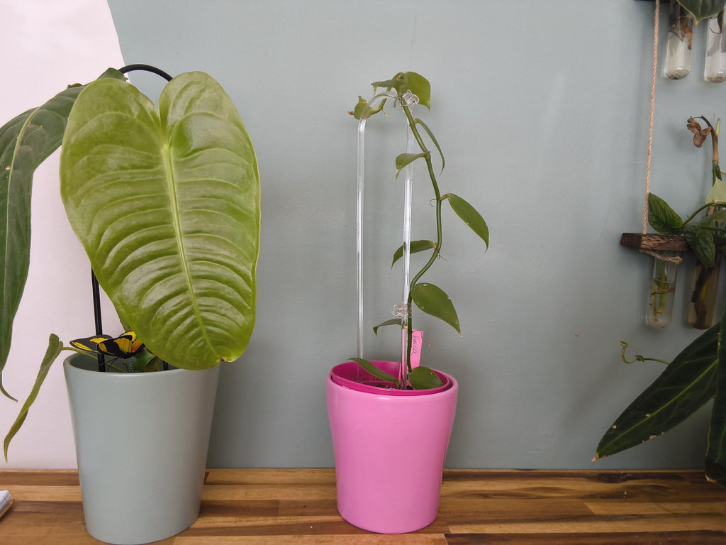 VANILLE PLATANIFOLIA