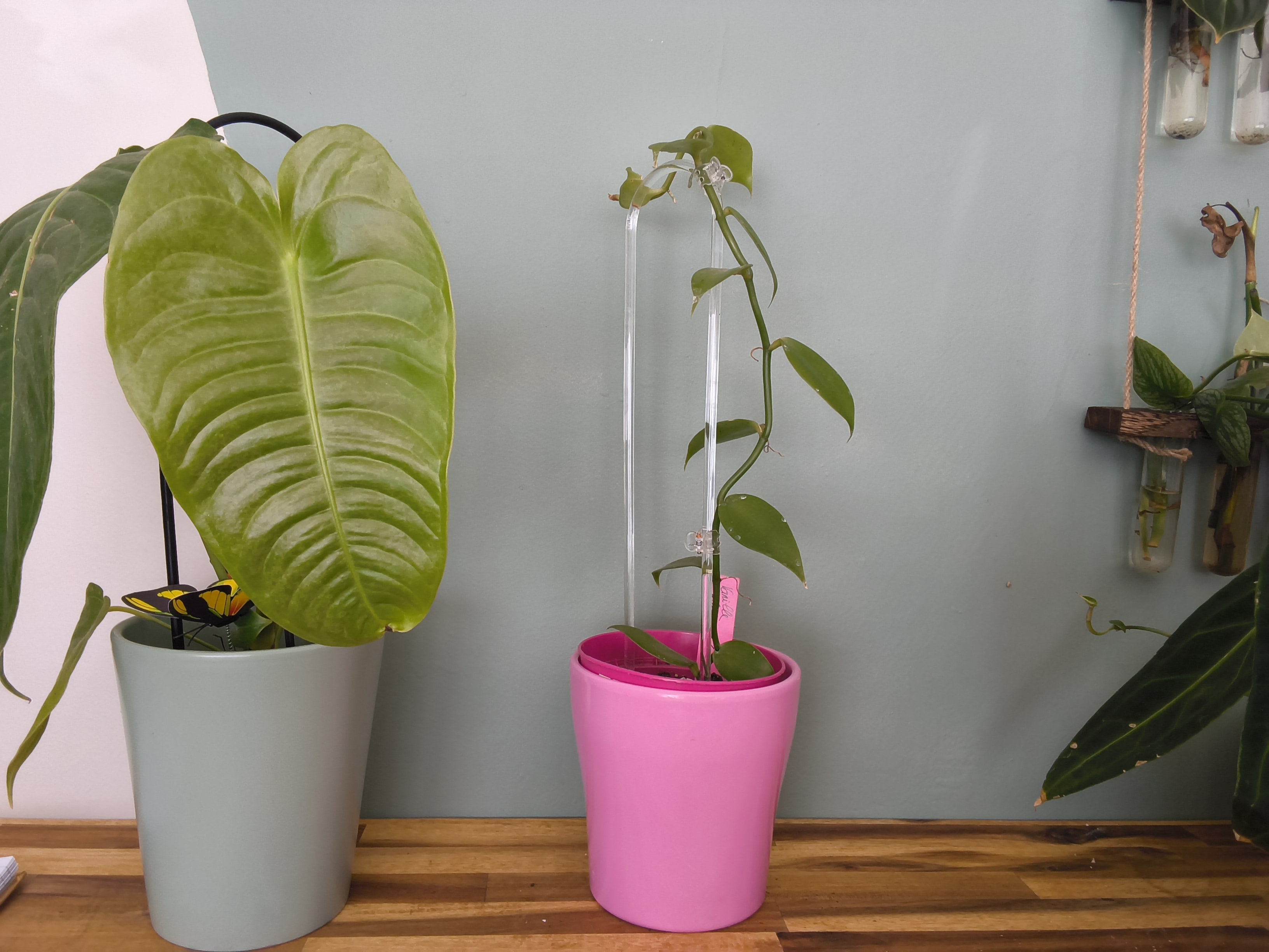 VANILLE PLATANIFOLIA