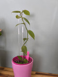 VANILLE PLATANIFOLIA
