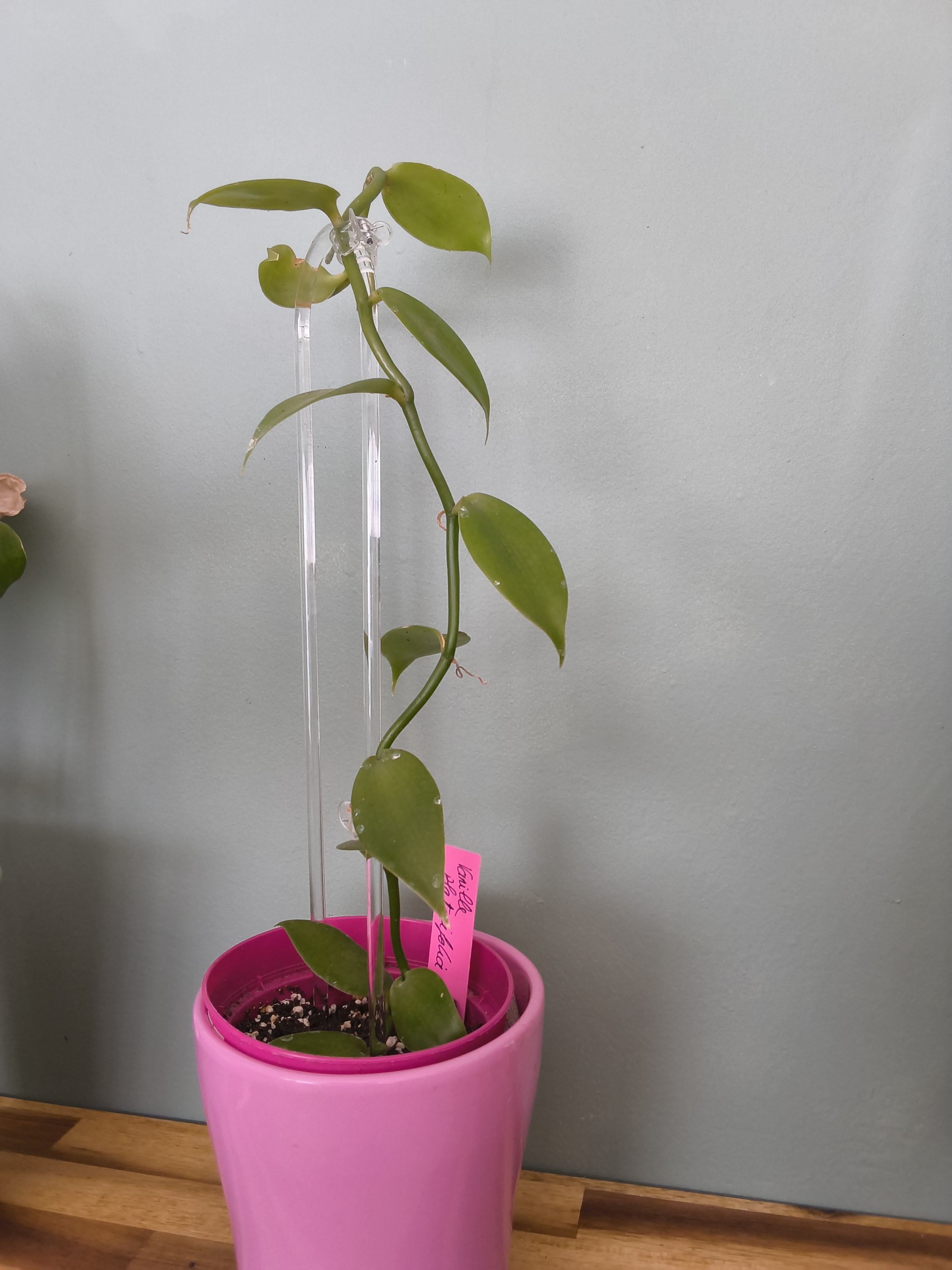 VANILLE PLATANIFOLIA