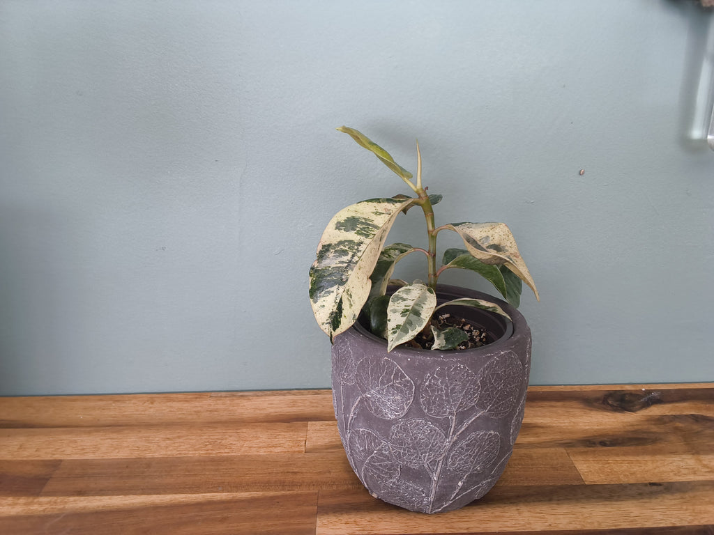 FICUS SHIVEREANA MOONSHINE