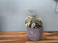 FICUS SHIVEREANA MOONSHINE