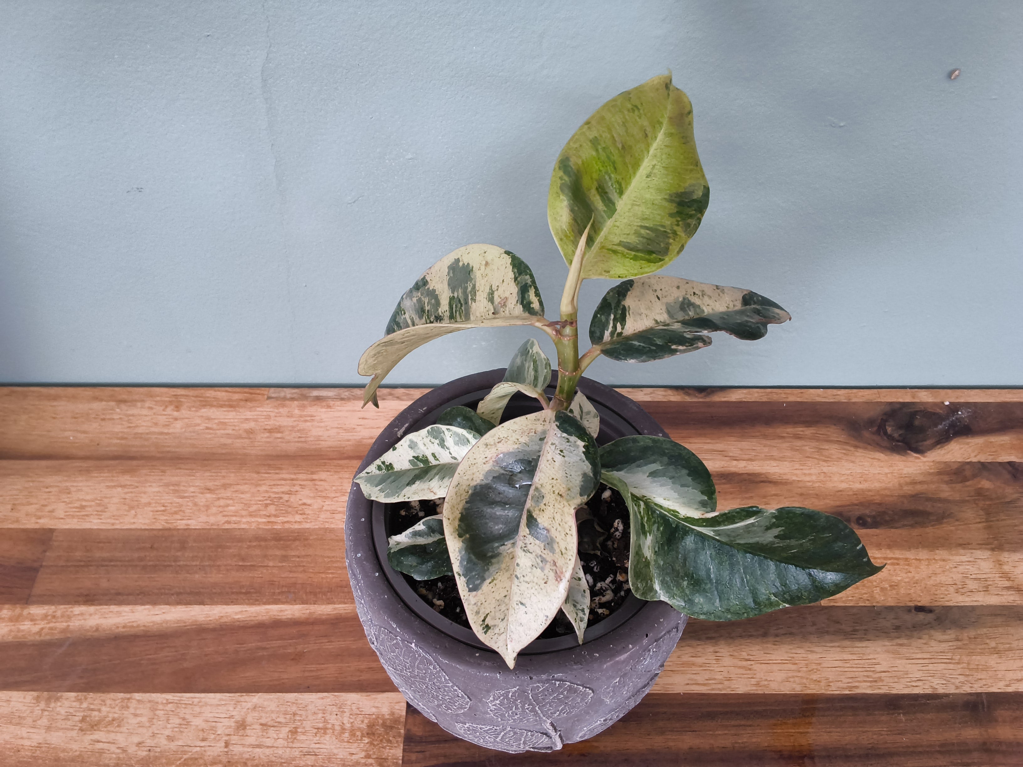 FICUS SHIVEREANA MOONSHINE