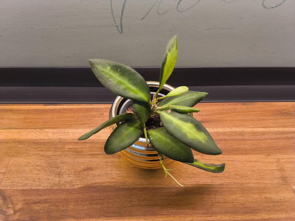 HOYA BURTONIAE VARIEGATA