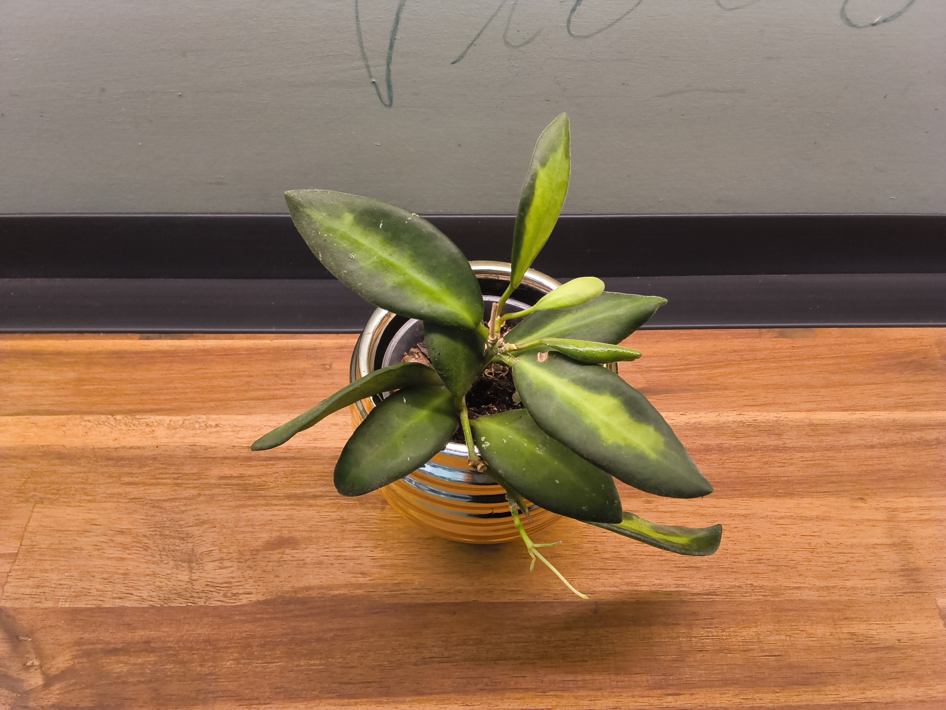HOYA BURTONIAE VARIEGATA