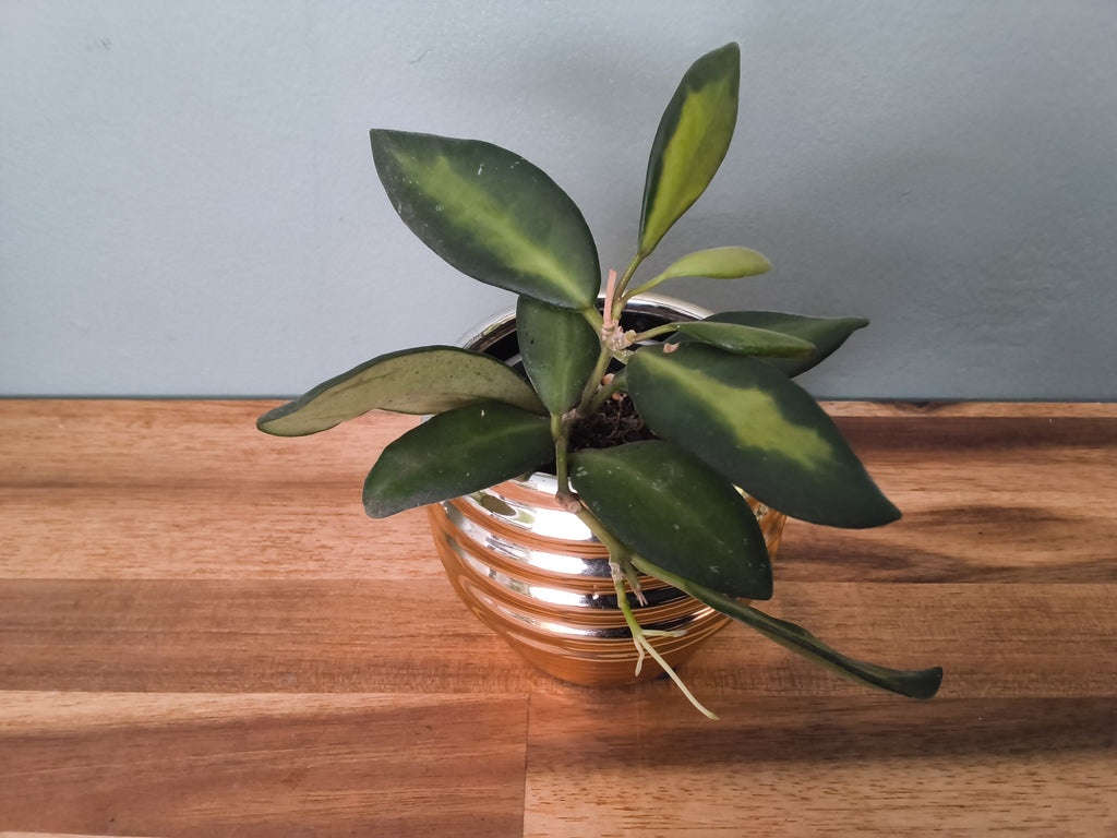 HOYA BURTONIAE VARIEGATA
