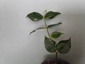 HOYA POLYNEURA