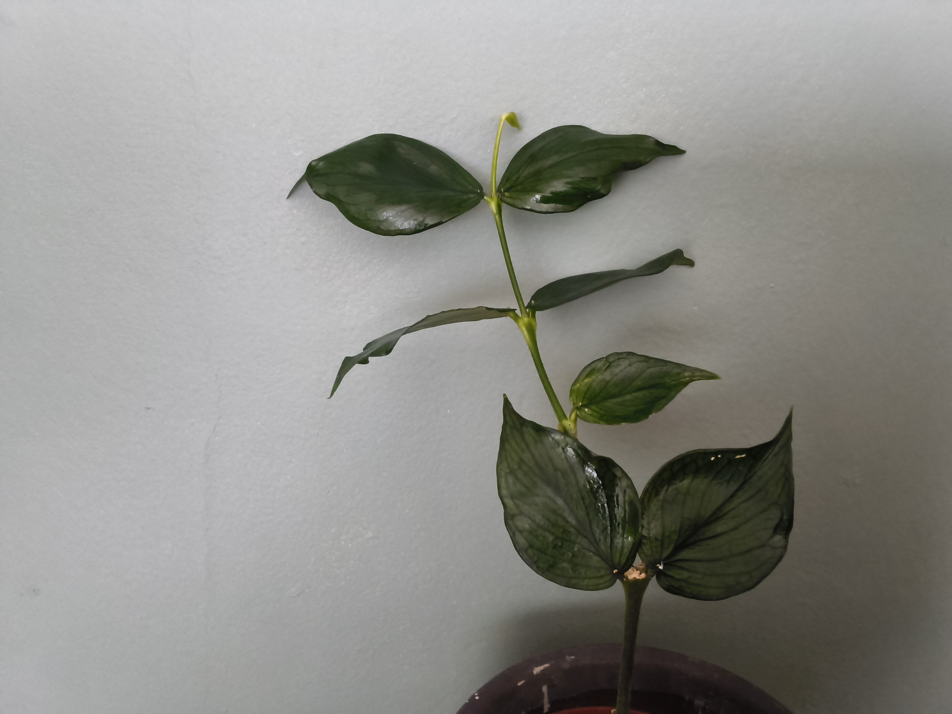 HOYA POLYNEURA