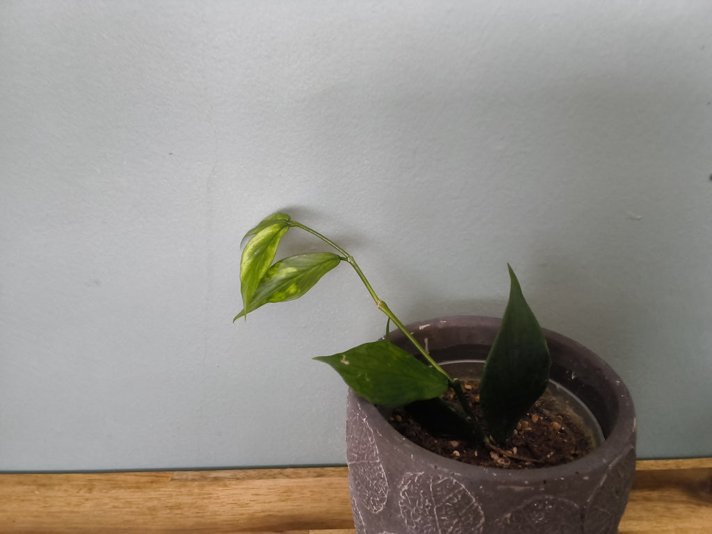 HOYA POLYNEURA