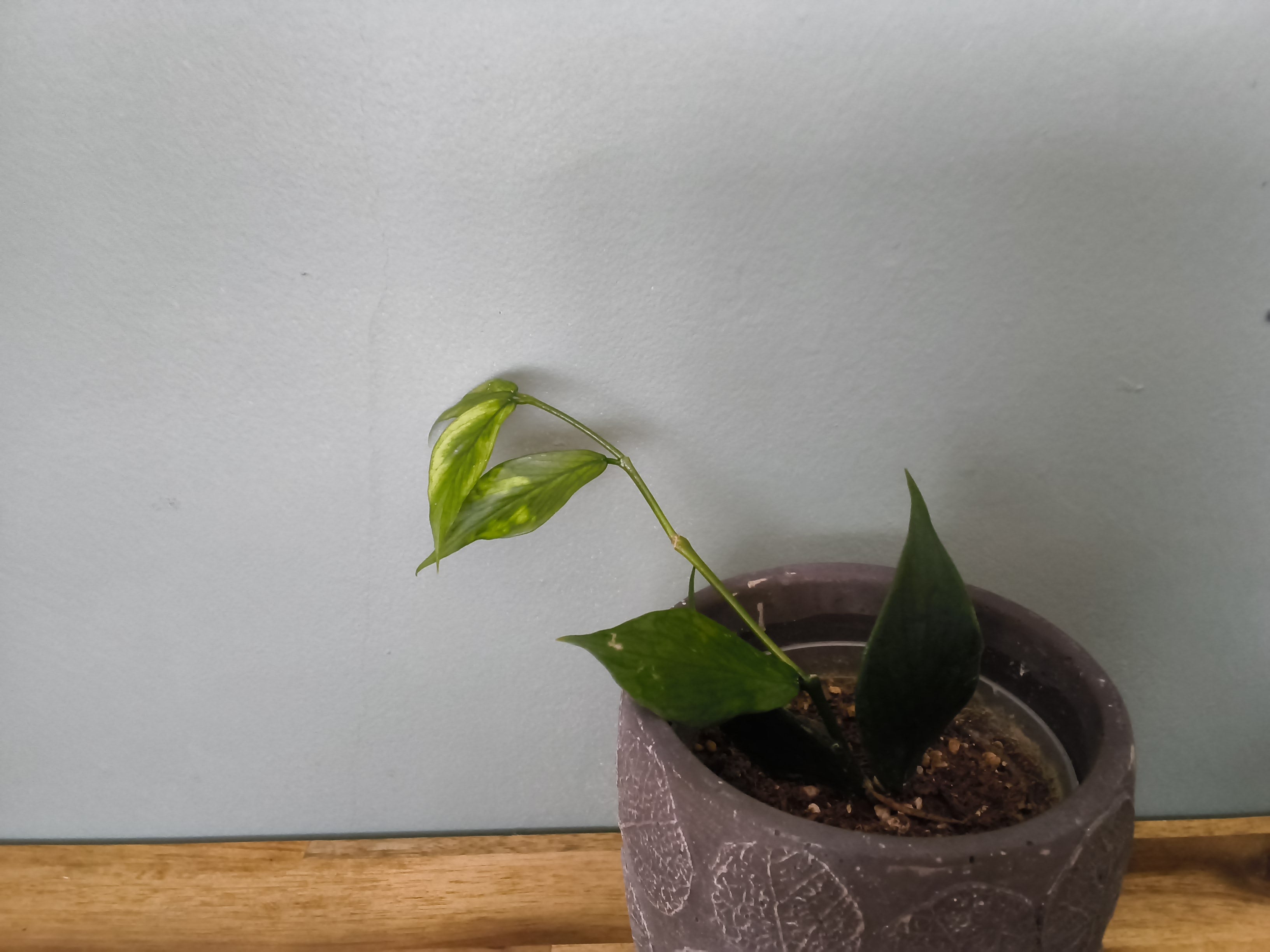 HOYA POLYNEURA