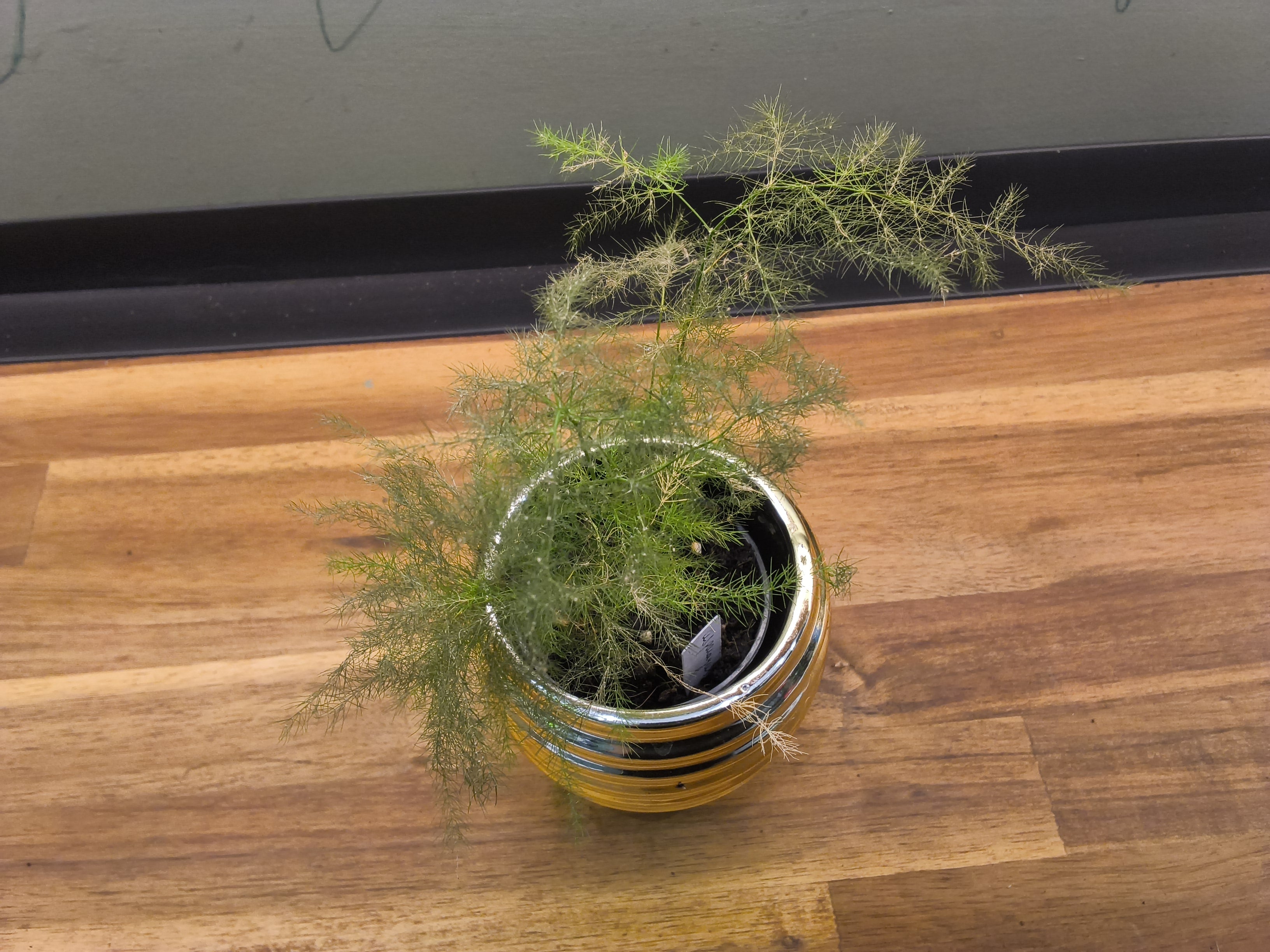 ASPARAGUS PLUMOSUS
