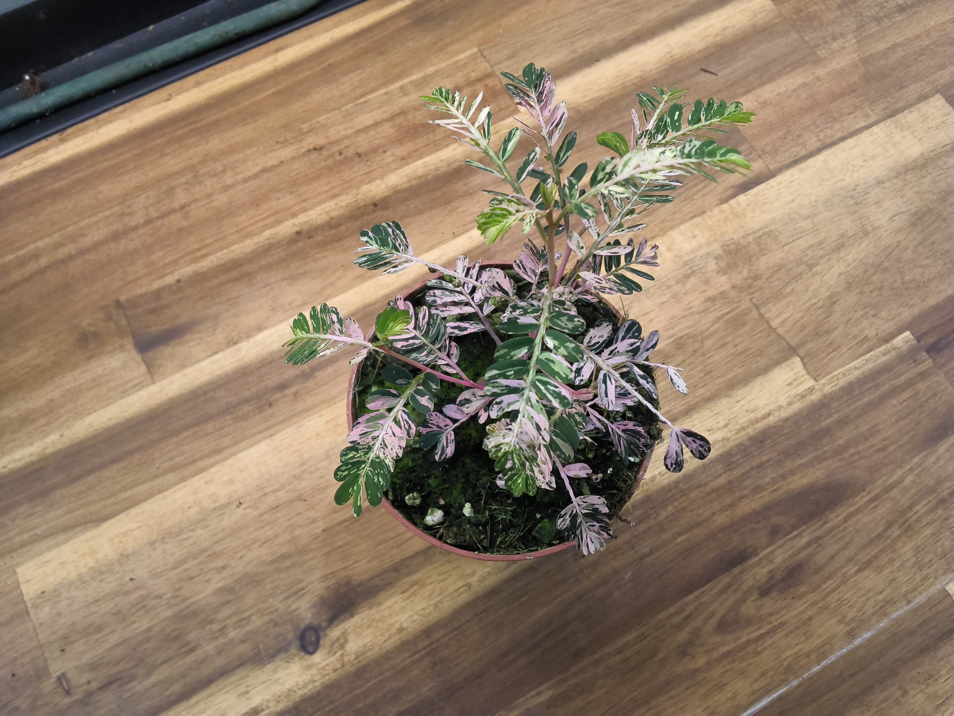 PHYLLANTHUS URINARIA VARIEGATA