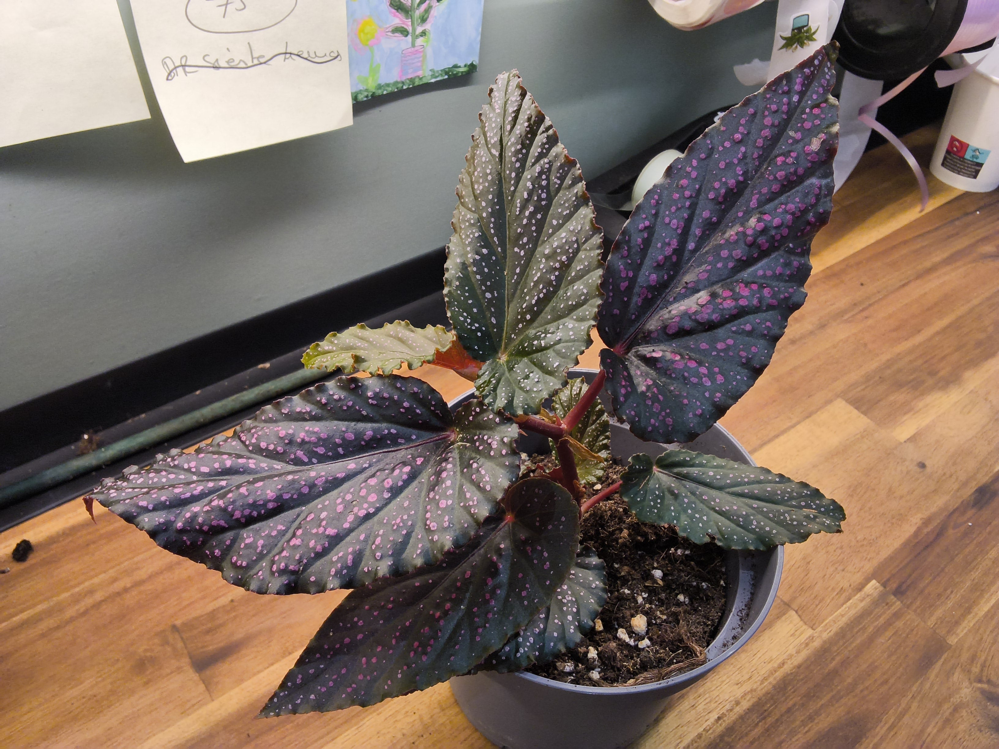 BEGONIA ROSE