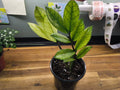 ZAMIOCULCAS ZAMIFOLIA CHAMELEON
