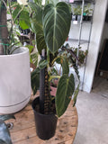 PHILODENDRON MELANOCHRYSYM