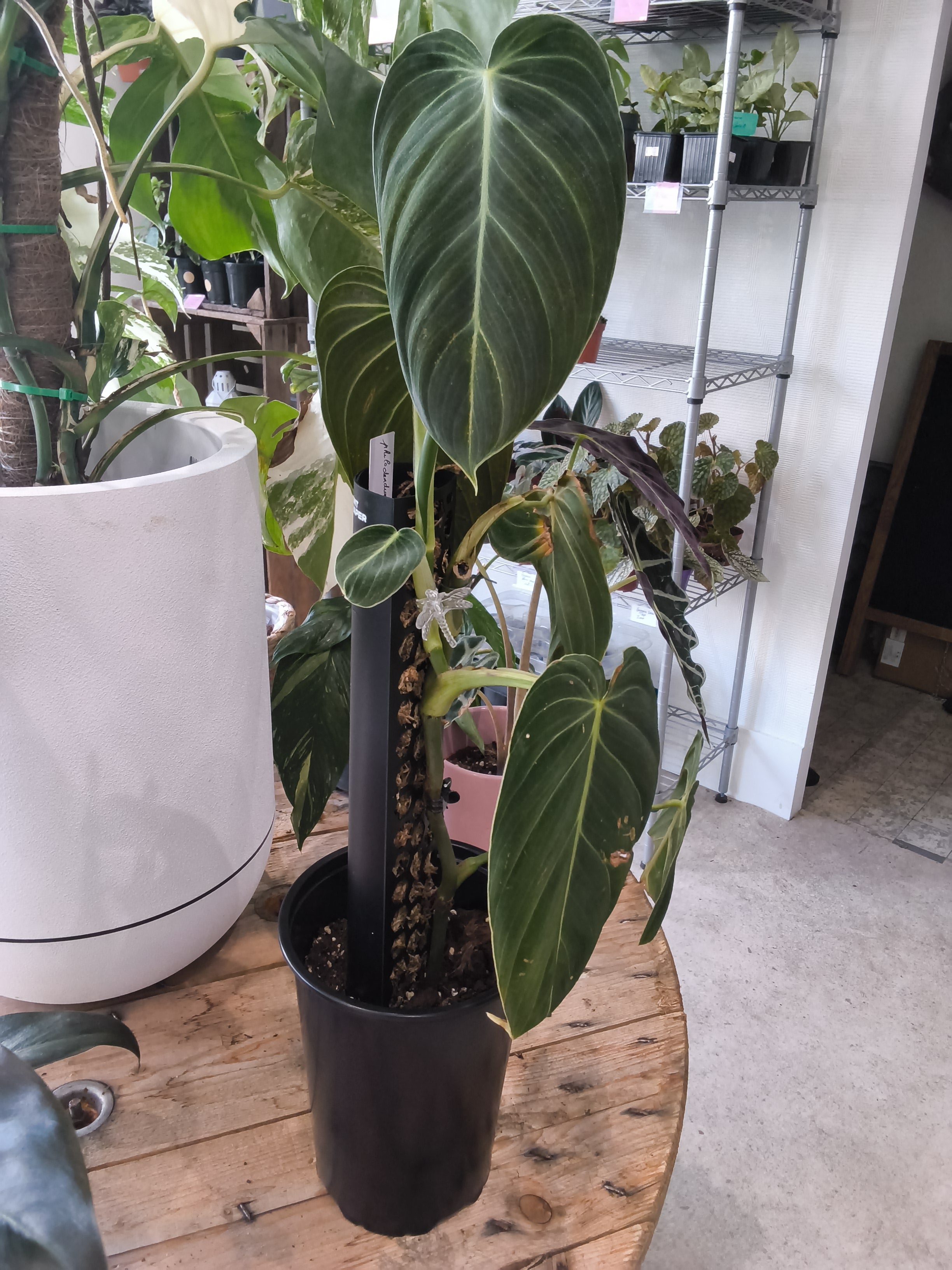 PHILODENDRON MELANOCHRYSYM
