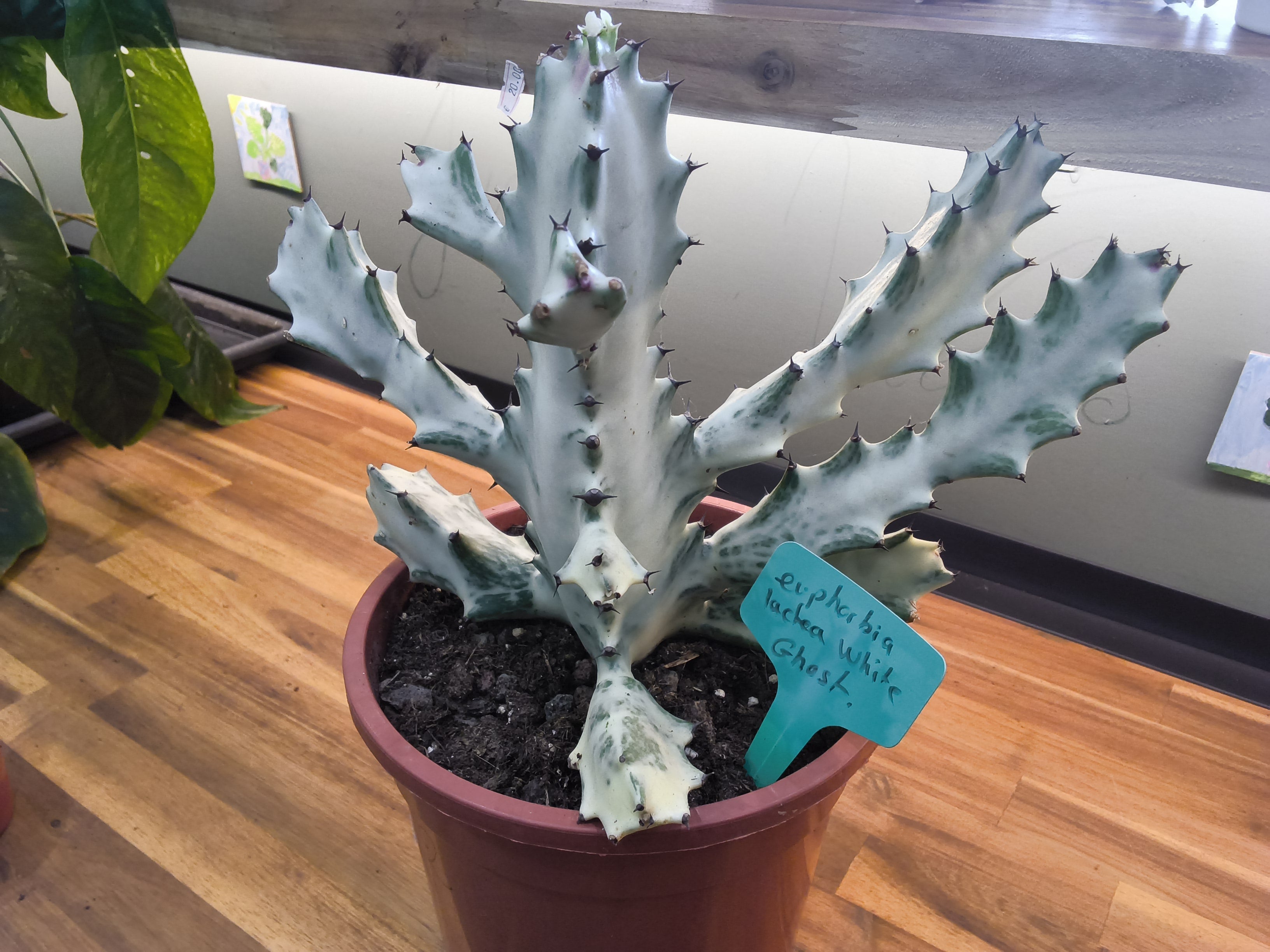 EUPHORBIA LACTEA WHITE GHOST