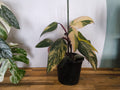 Philodendron strawberry shake