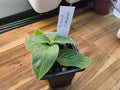 RUELLIA ELEGANS