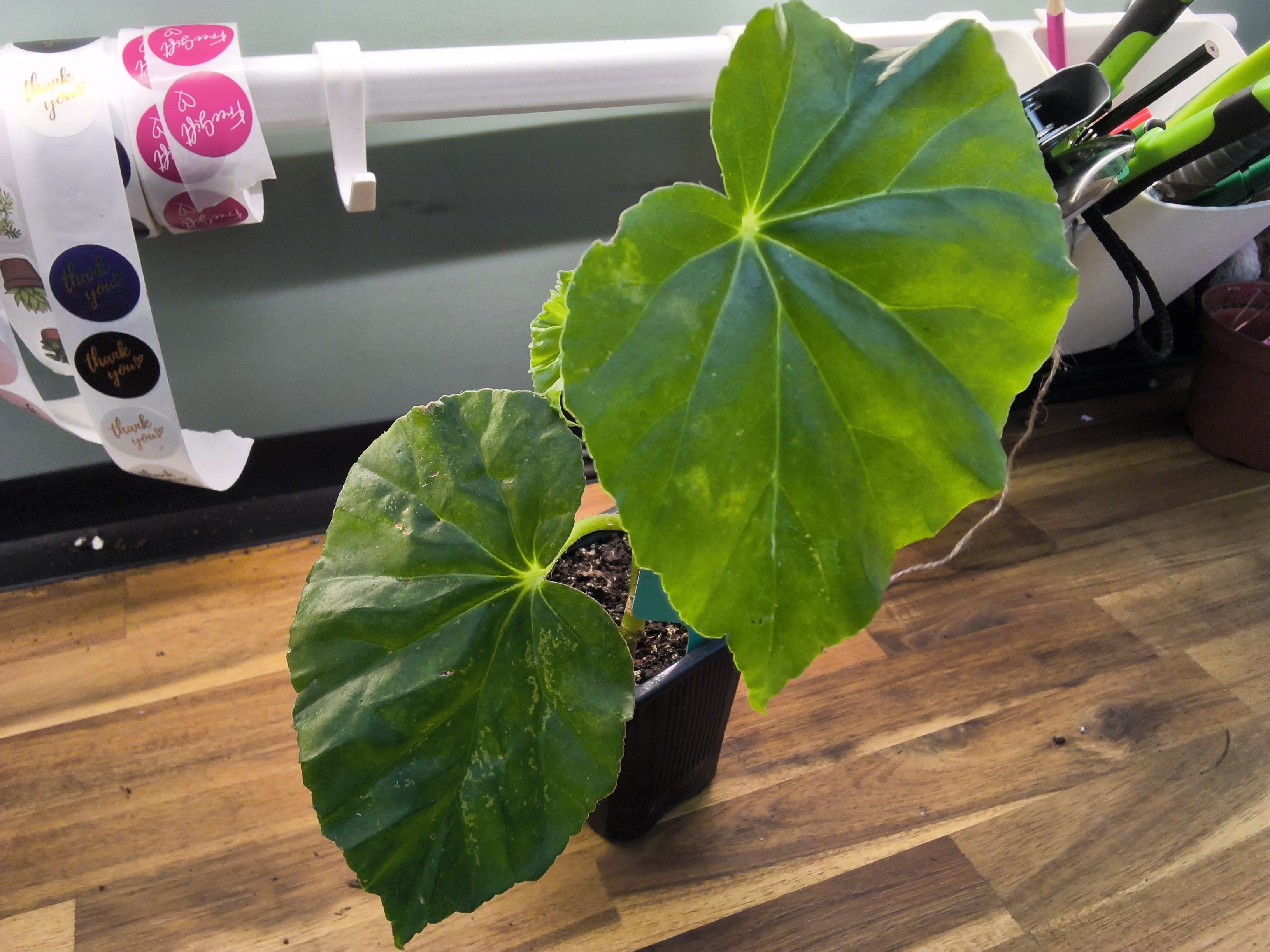 BEGONIA ODORATA