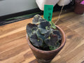 BEGONIA MAMBO