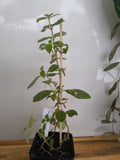 SEEMANIA NEMATANTHODES