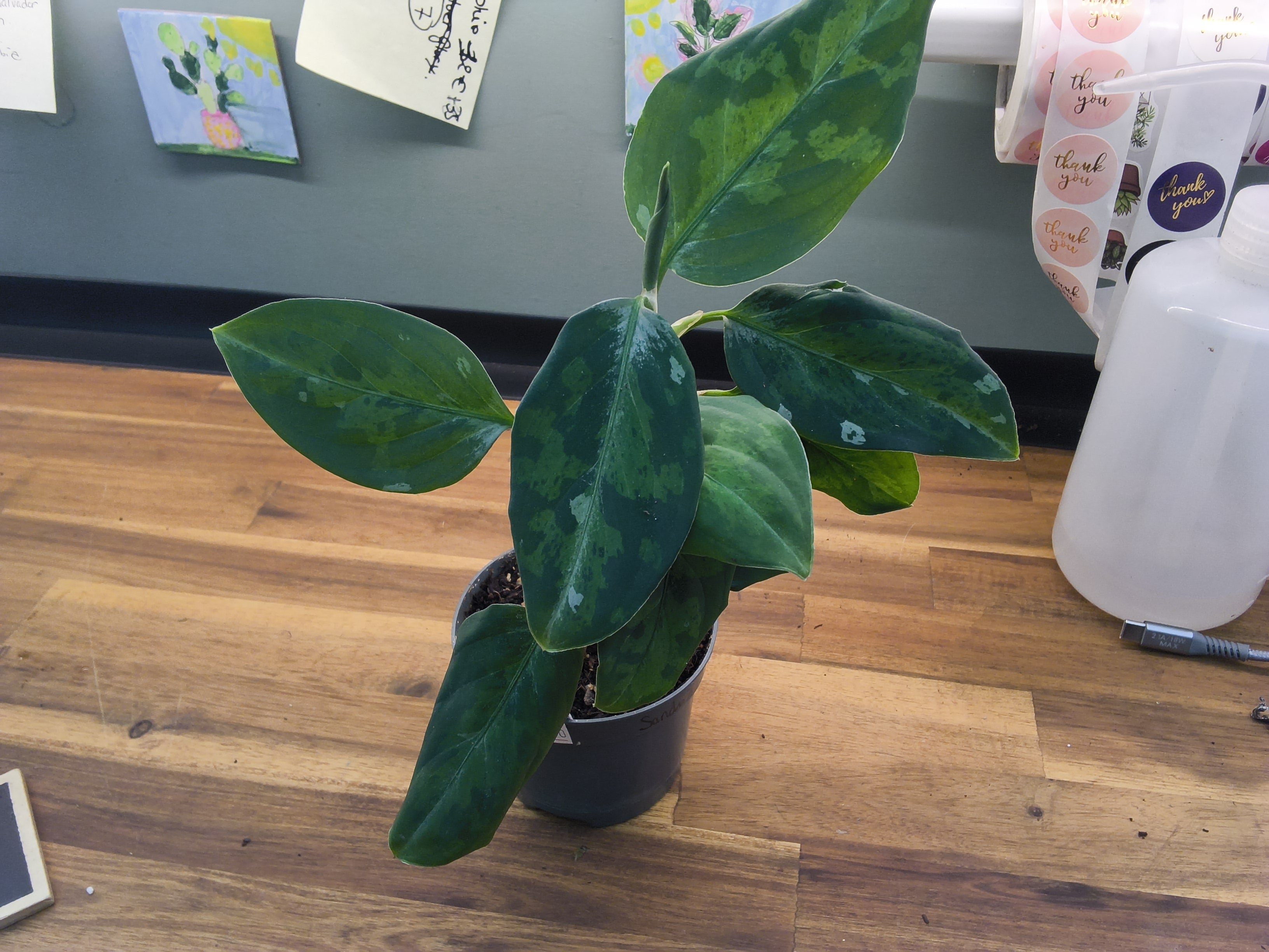 AGLAONEMA PICTUM TRICOLOR