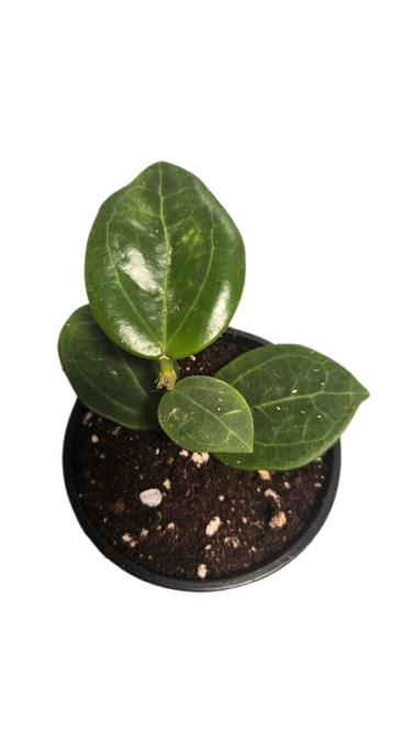 Hoya Christine