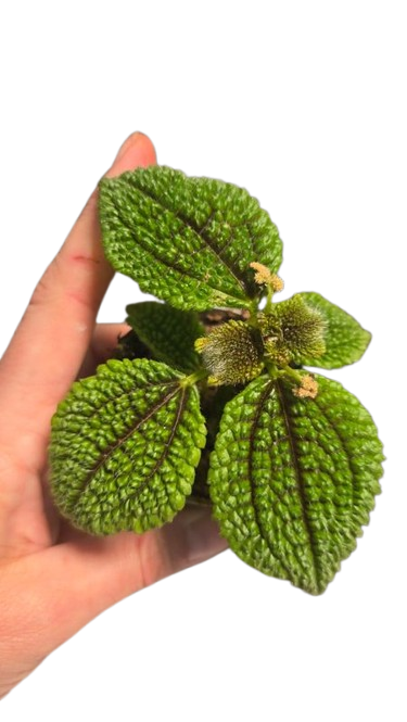 Pilea Moon Valley