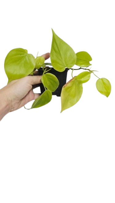 Philodendron  lemon lime