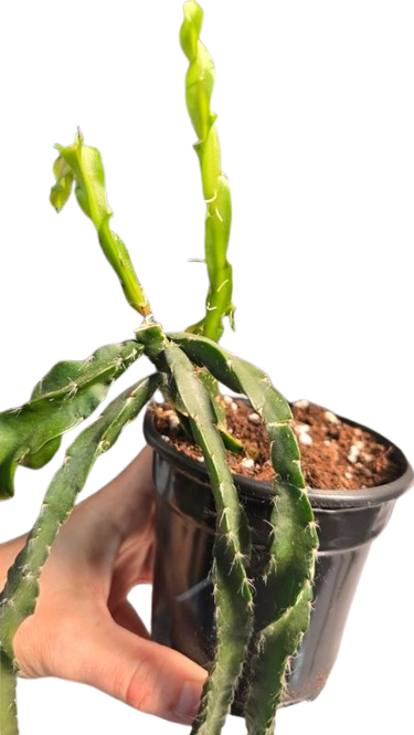Lepismium cruciformis spiralis