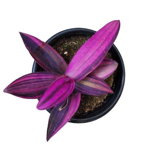 Tradescantia Pallida Variegata