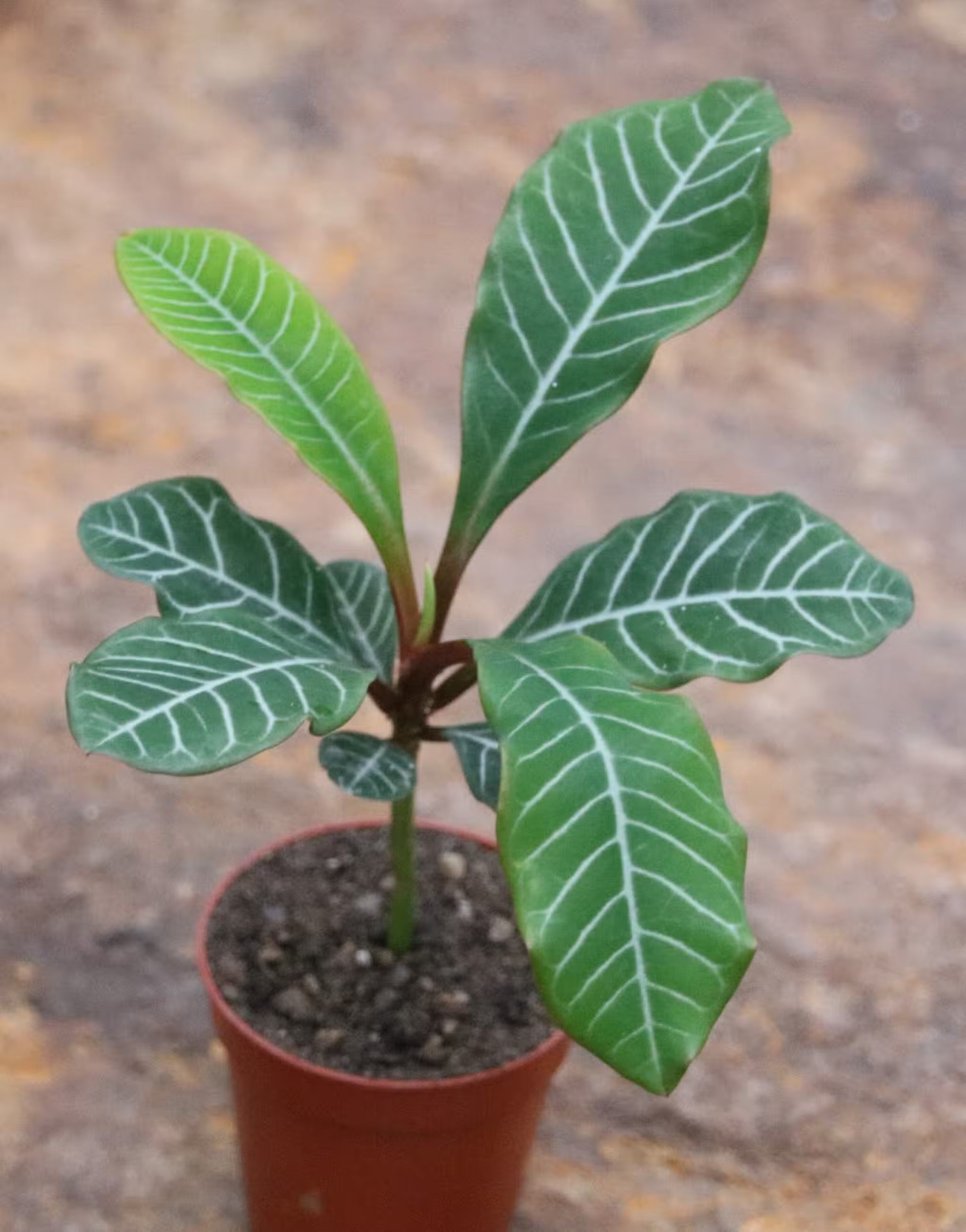 euphorbe leuconeura
