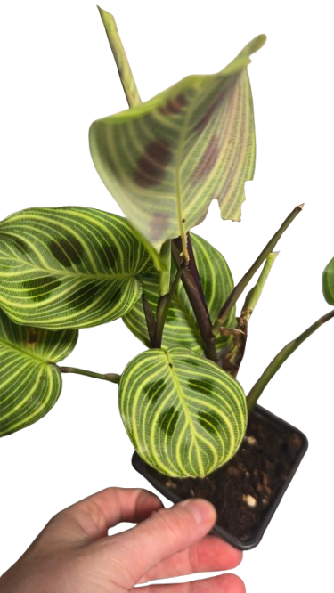 Maranta light veins