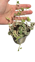 Ceropegia woodii variegata