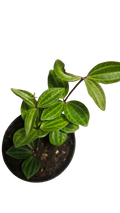 peperomia angulata