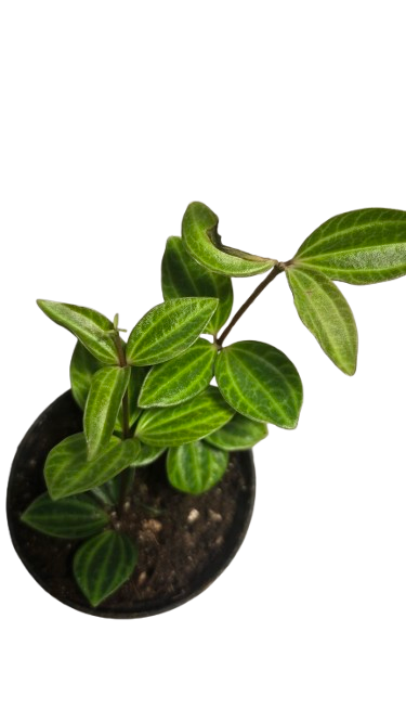peperomia angulata