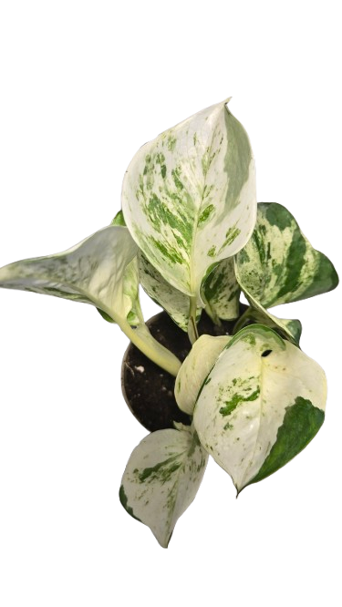 Pothos Manjula