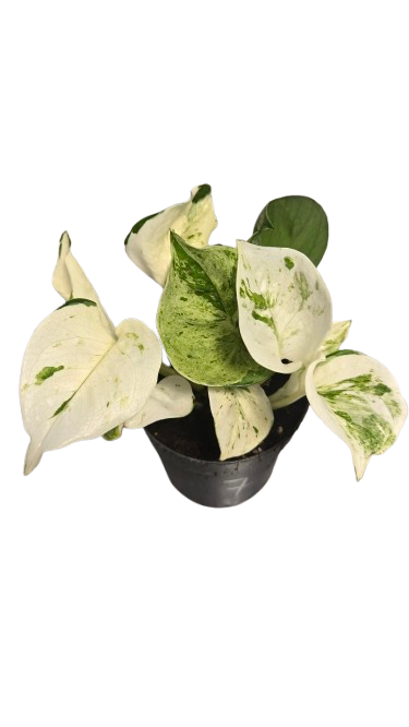Pothos Manjula