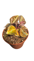 PEPEROMIA CREME BRULÉE