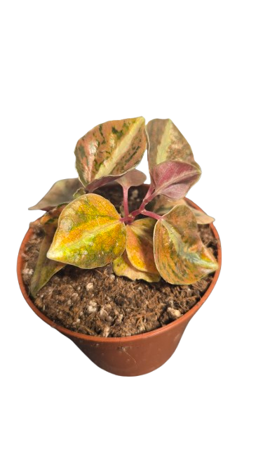 PEPEROMIA CREME BRULÉE