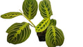 Maranta lemon lime