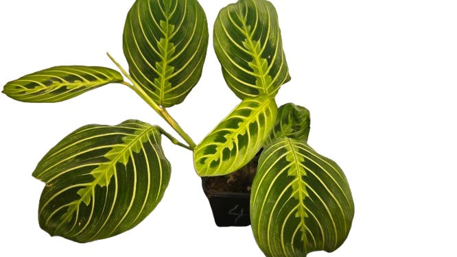 Maranta lemon lime