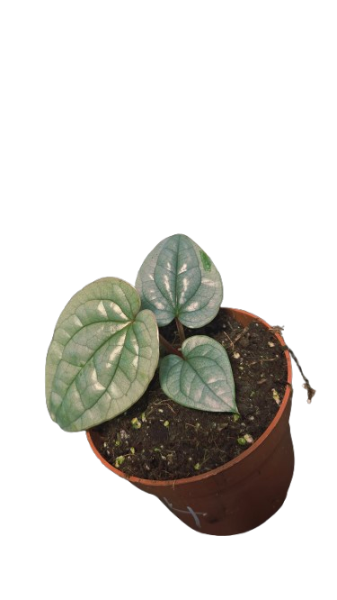 Anthurium Luxurians