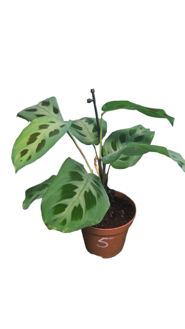 MARANTA KERCHOVEANA