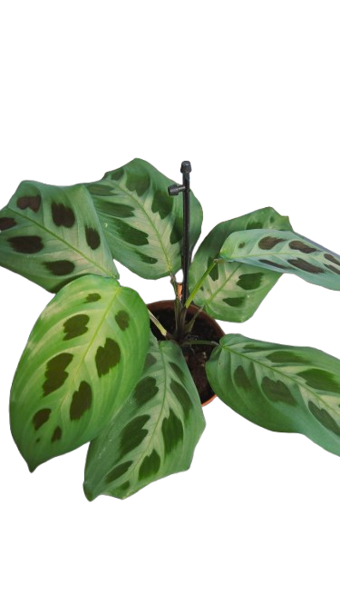 MARANTA KERCHOVEANA