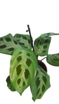 MARANTA KERCHOVEANA