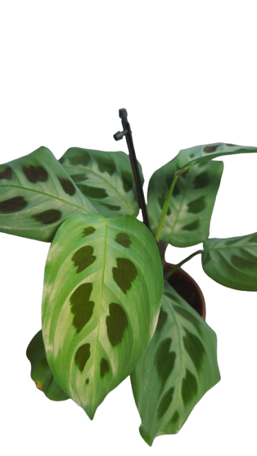MARANTA KERCHOVEANA